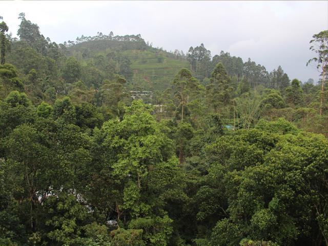 Delhousie Hotel Nallathanniya Buitenkant foto